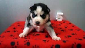 black and white husky puppies for sale Alabama