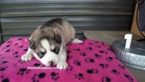 Grey and white female husky puppies for sale