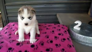 Grey and white female husky puppies for sale