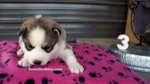 Grey and white female husky puppies for sale