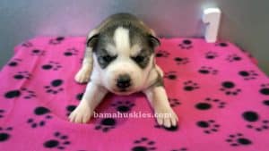 grey and white husky puppy for sale
