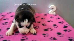 black and white husky puppy for sale