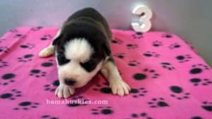 black and white husky puppy for sale