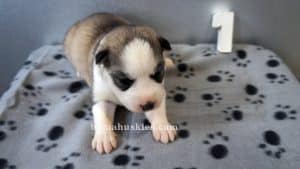 grey and white husky puppy for sale