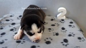 black and white husky puppy for sale