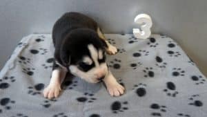 black and white husky puppy for sale