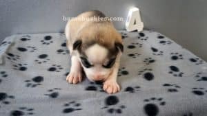 grey and white husky puppy for sale
