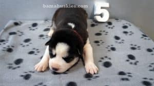 black and white husky puppy for sale
