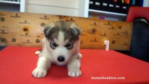 Grey and white husky puppy for sale