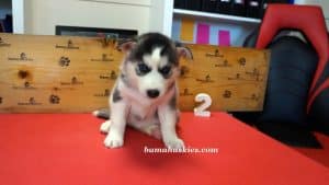 black and white husky puppy for sale