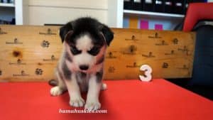black and white husky puppy for sale