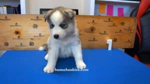 Grey and white husky puppy for sale