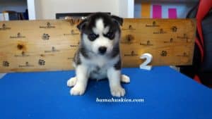 black and white husky puppy for sale