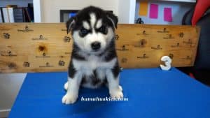 black and white husky puppy for sale
