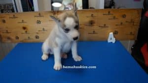 Grey and white husky puppy for sale