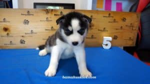 black and white husky puppy for sale