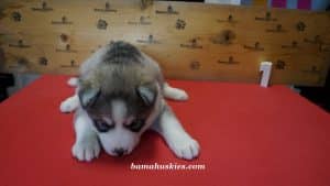 grey and white husky puppy for sale