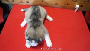 grey and white husky puppy for sale