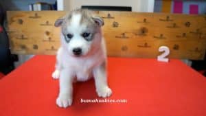 grey and white female husky puppy
