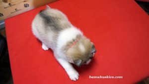 grey and white female husky puppy