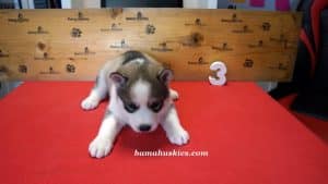 husky puppy for sale