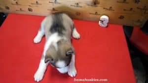 husky puppy for sale