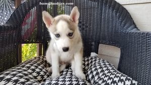 grey and white male husky puppy for sale
