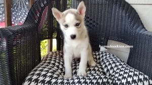 grey and white male husky puppy for sale