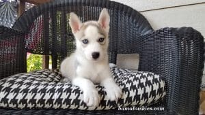 grey and white male husky puppy for sale
