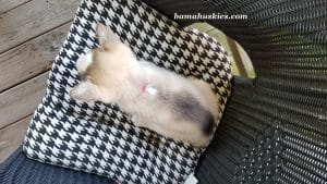 grey and white male husky puppy for sale
