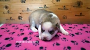 red and white husky puppy 