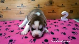 red and white husky puppy 