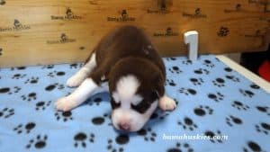 red and white husky puppy 