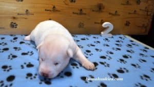 white husky puppy