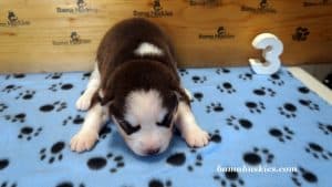 red and white husky puppy 
