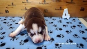 red and white husky puppy 