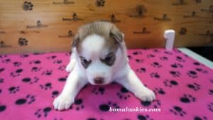 red and white husky puppy for sale