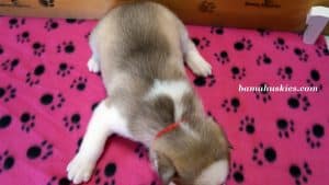 red and white husky puppy for sale