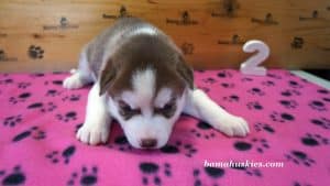 red and white husky puppy for sale