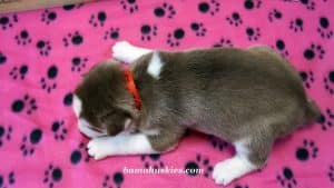 red and white husky puppy for sale