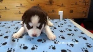 red and white husky puppy for sale