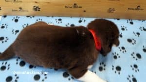 red and white husky puppy for sale