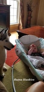 Siberian husky watching over a baby