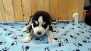 black and white male husky puppy