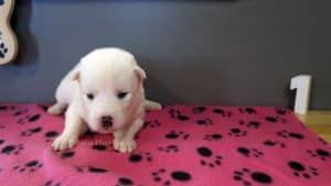 White husky puppy for sale