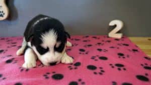black and white husky puppy for sale