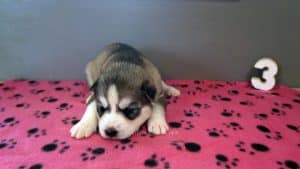 grey and white husky puppy for sale