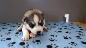 grey and white husky puppy for sale
