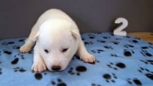 White husky puppy for sale