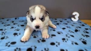 grey and white husky puppy for sale